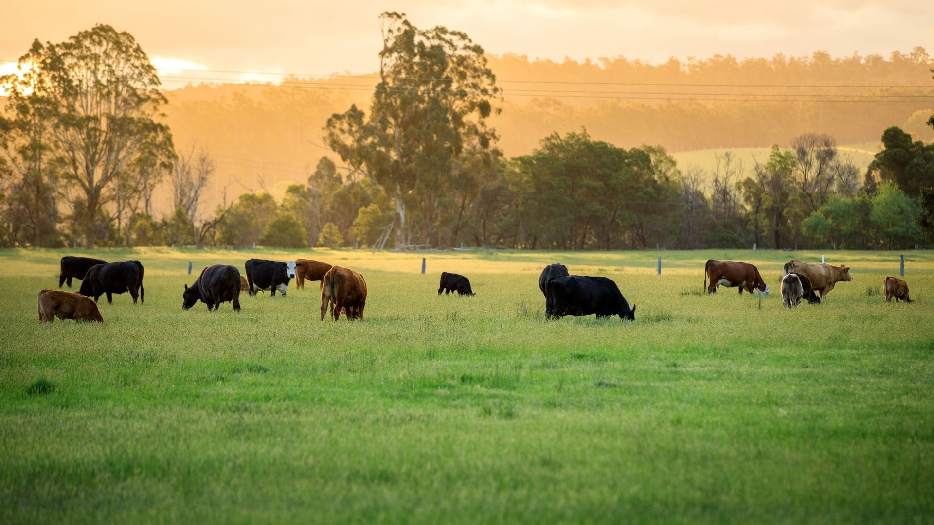 Smart Grazing, Smarter Planet: How Aussie Farmers Are Turning Grass into Climate Action