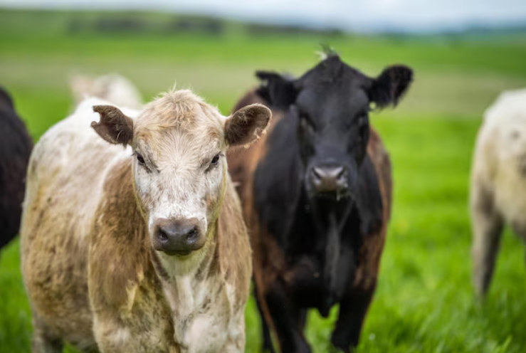 From Farm to Future: How Supporting Sustainable Agriculture Projects Can Save the Planet 