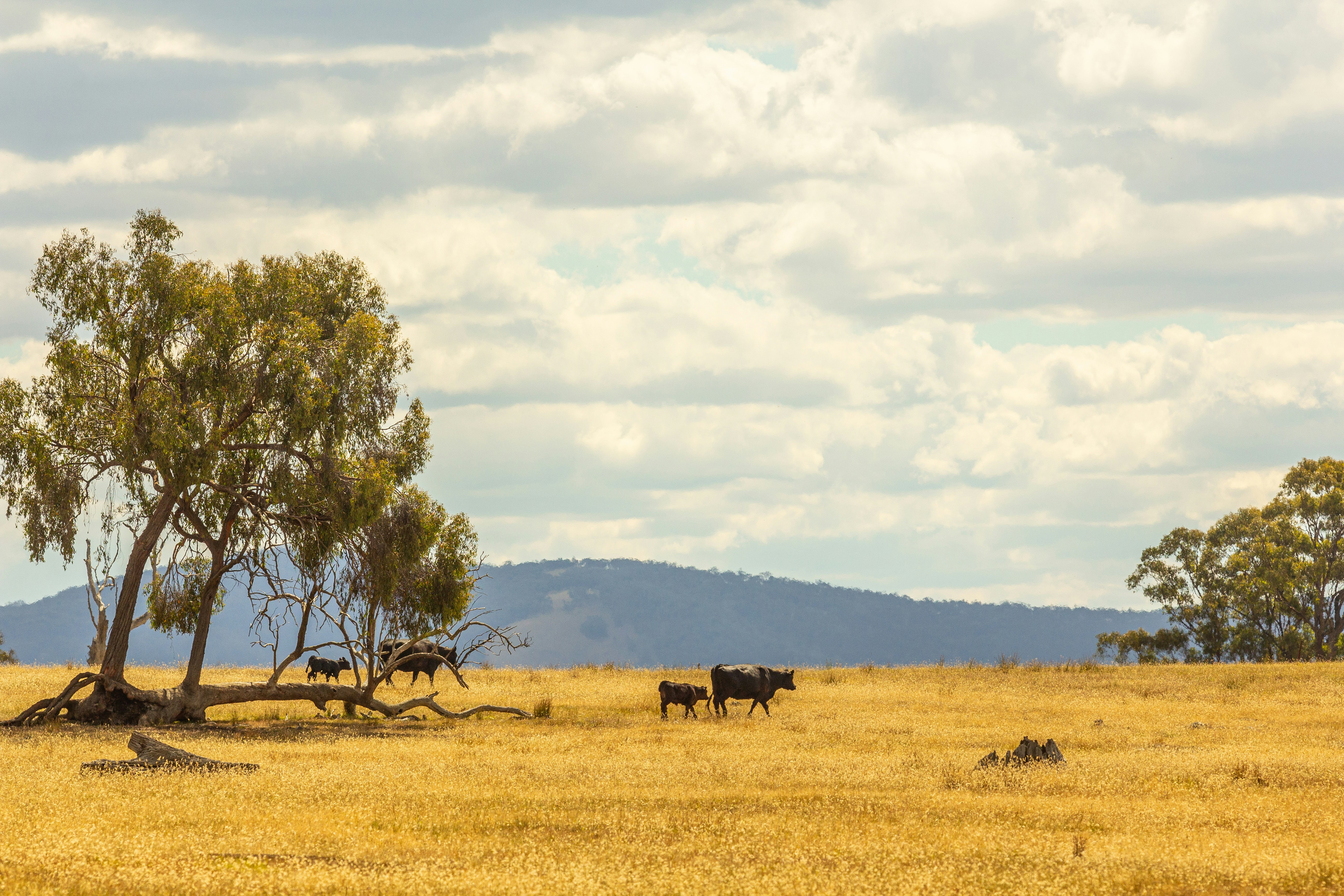 Australia, We Need to Talk About This Summer